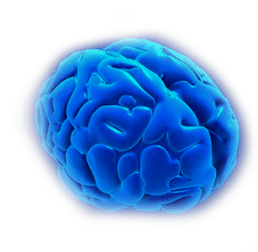 brain